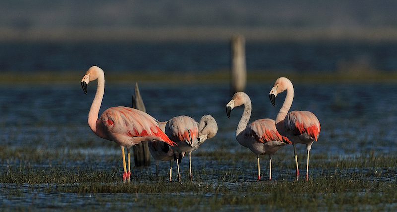 Parque Nacional da Lagoa do Peixe recebe Festival Brasileiro das Aves Migratórias